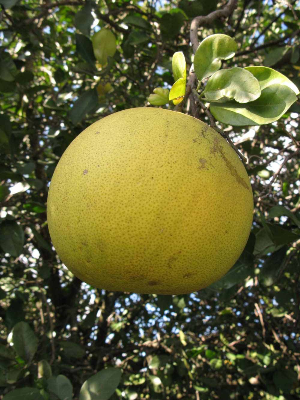            Fruit (Winter Haven, FL)   